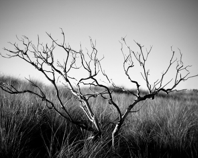 Bare Branches in a Field