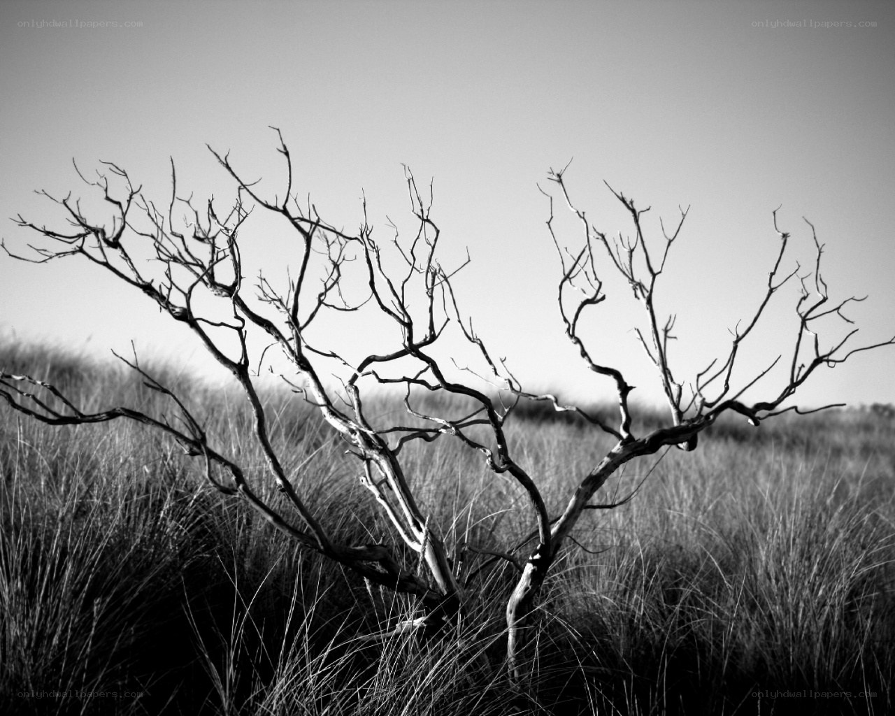 Bare Branches in a Field