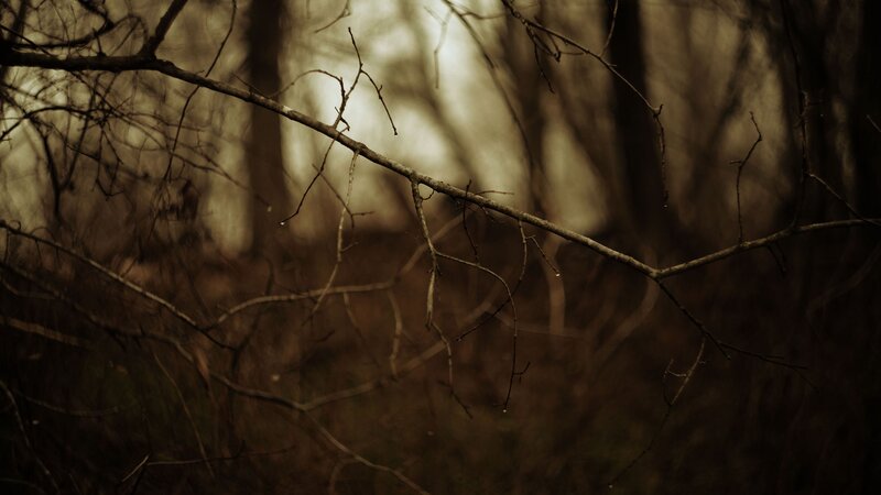 bare branches in a forest