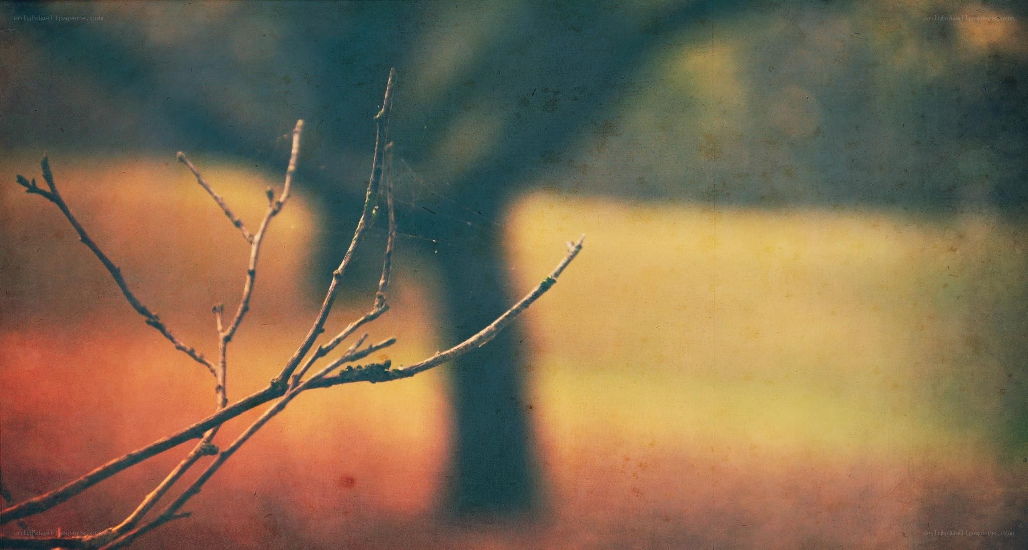 Bare branches in autumn light