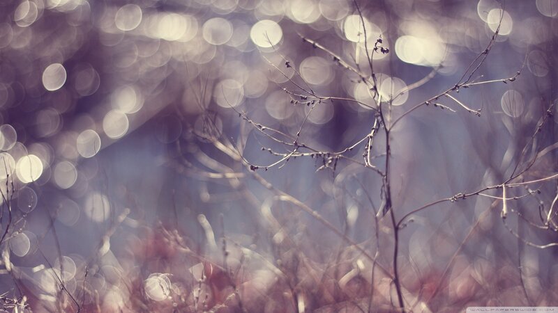 Bare Branches in Focus