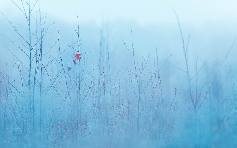 Bare Branches in Fog