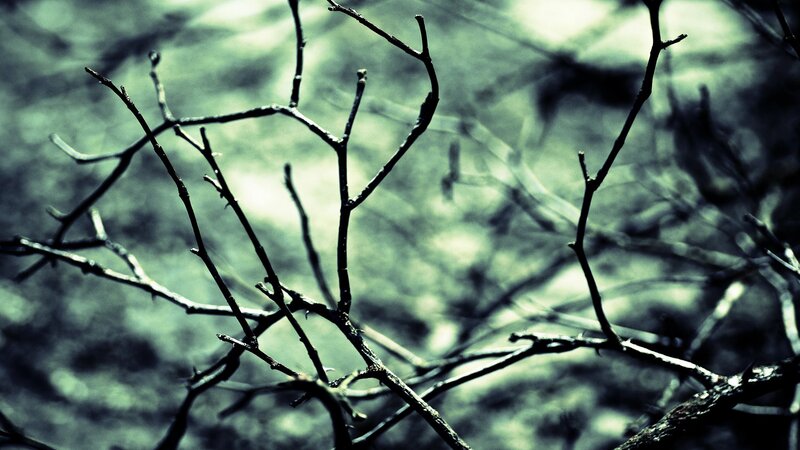 bare branches in forest