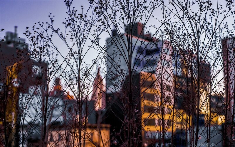 Bare Branches in Front of Buildings