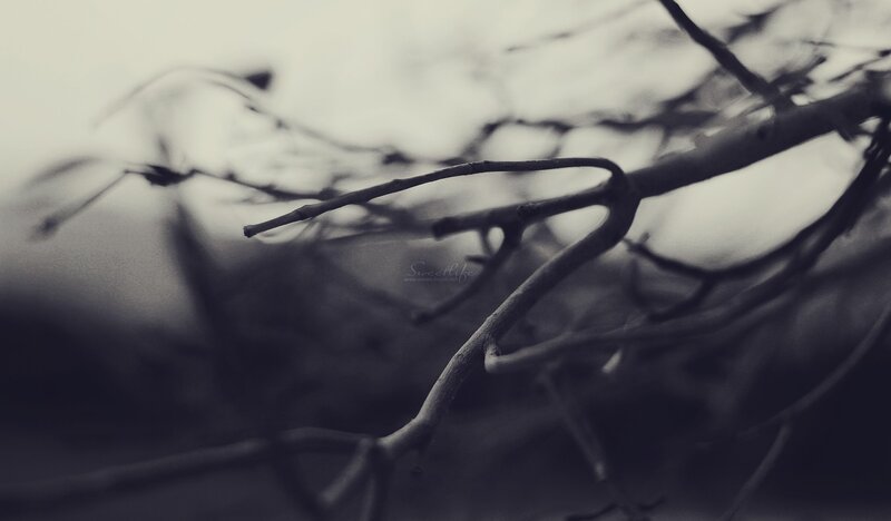 bare branches in monochrome
