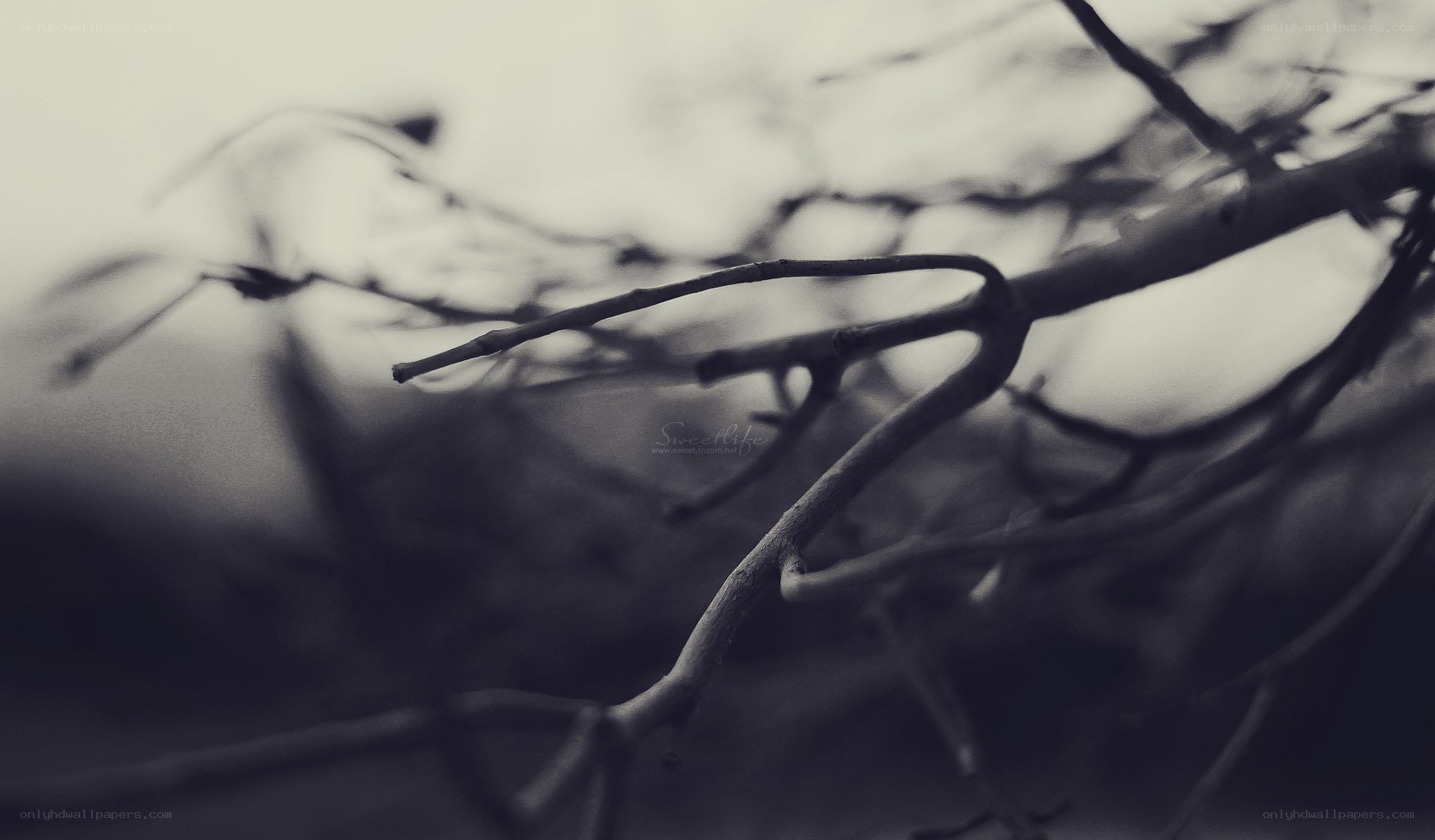 bare branches in monochrome