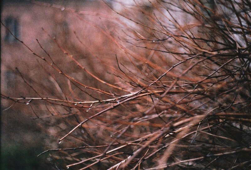 bare branches in rain