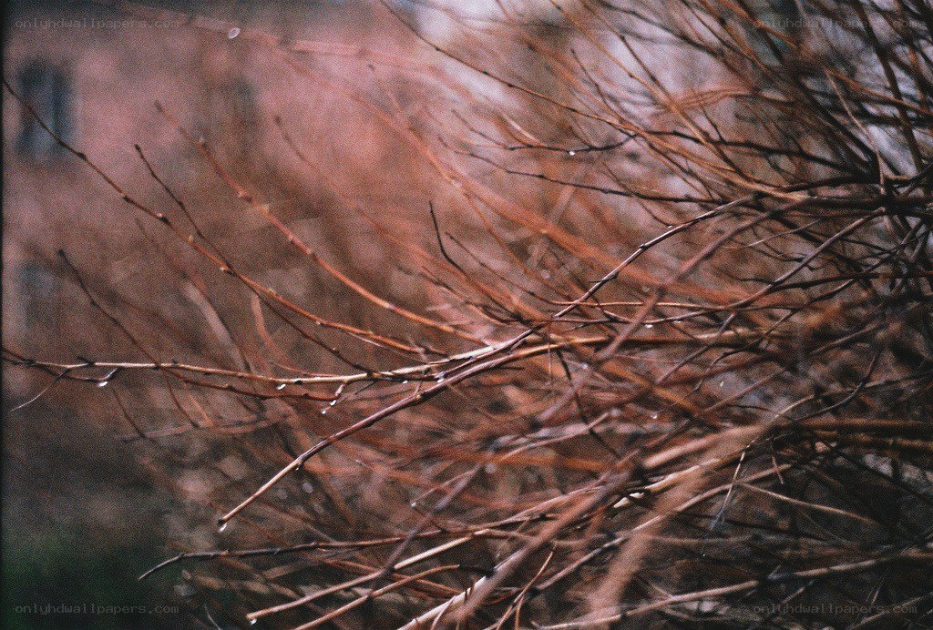 bare branches in rain