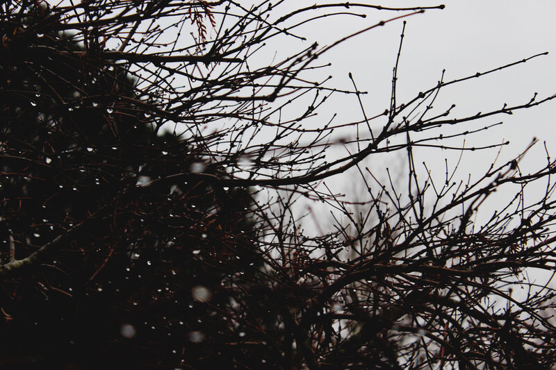 bare branches in rain