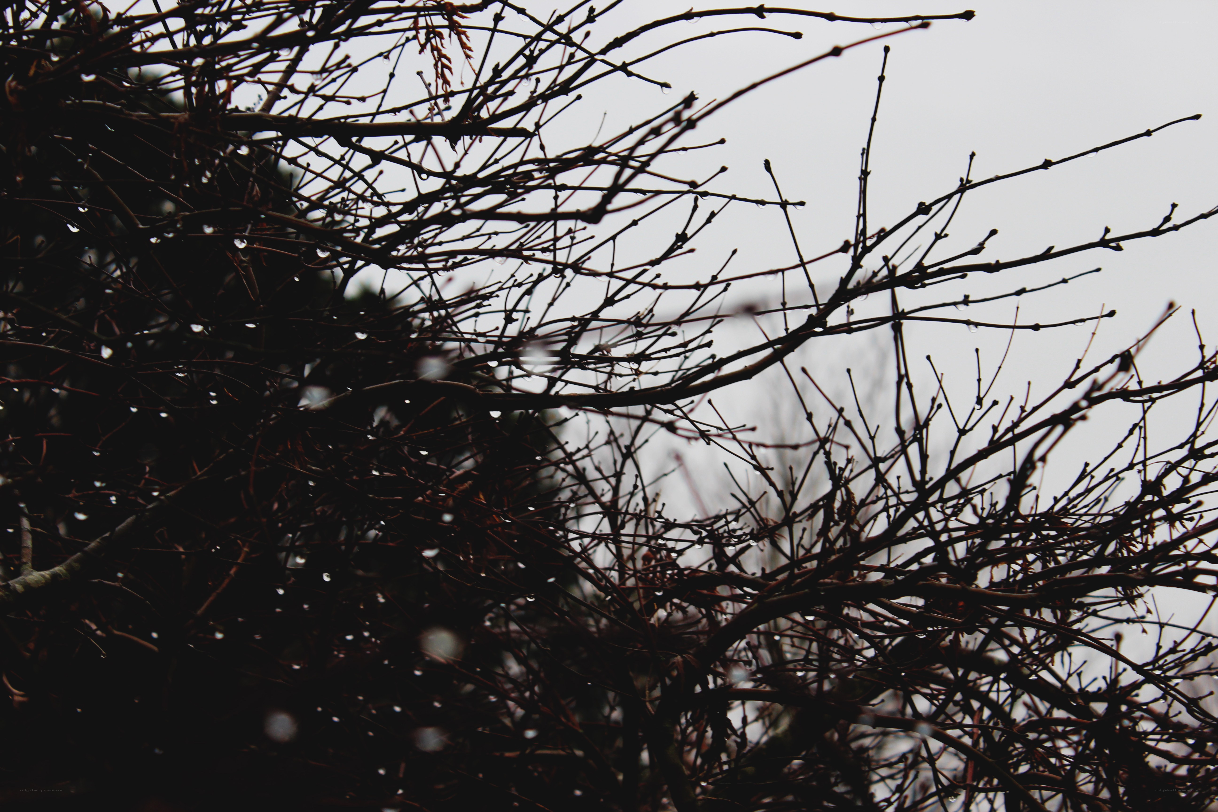 bare branches in rain