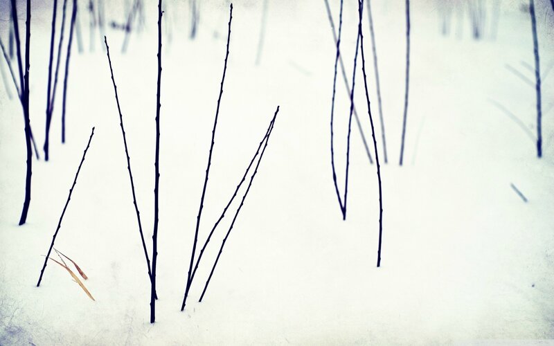 Bare branches in snow
