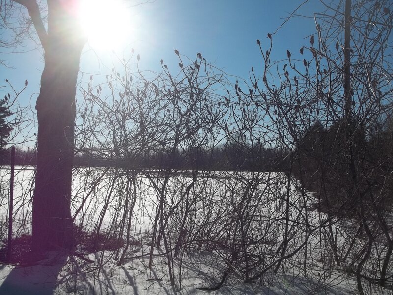Bare Branches in Snow — White