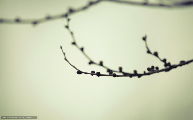 Bare Branches in Soft Light