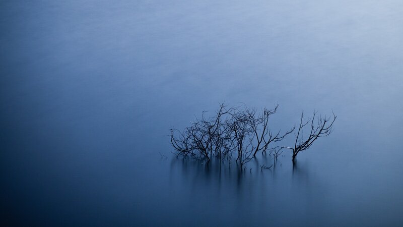 Bare Branches in Water — Blue, Serene