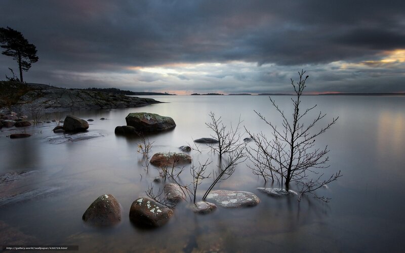 Bare Branches in Water — Gray