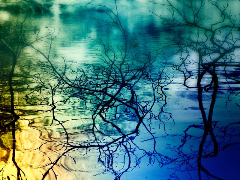 Bare Branches in Water