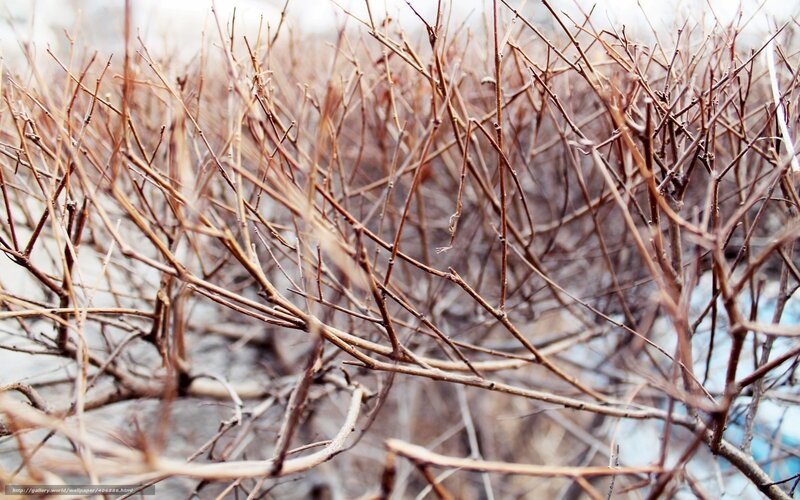Bare branches in winter