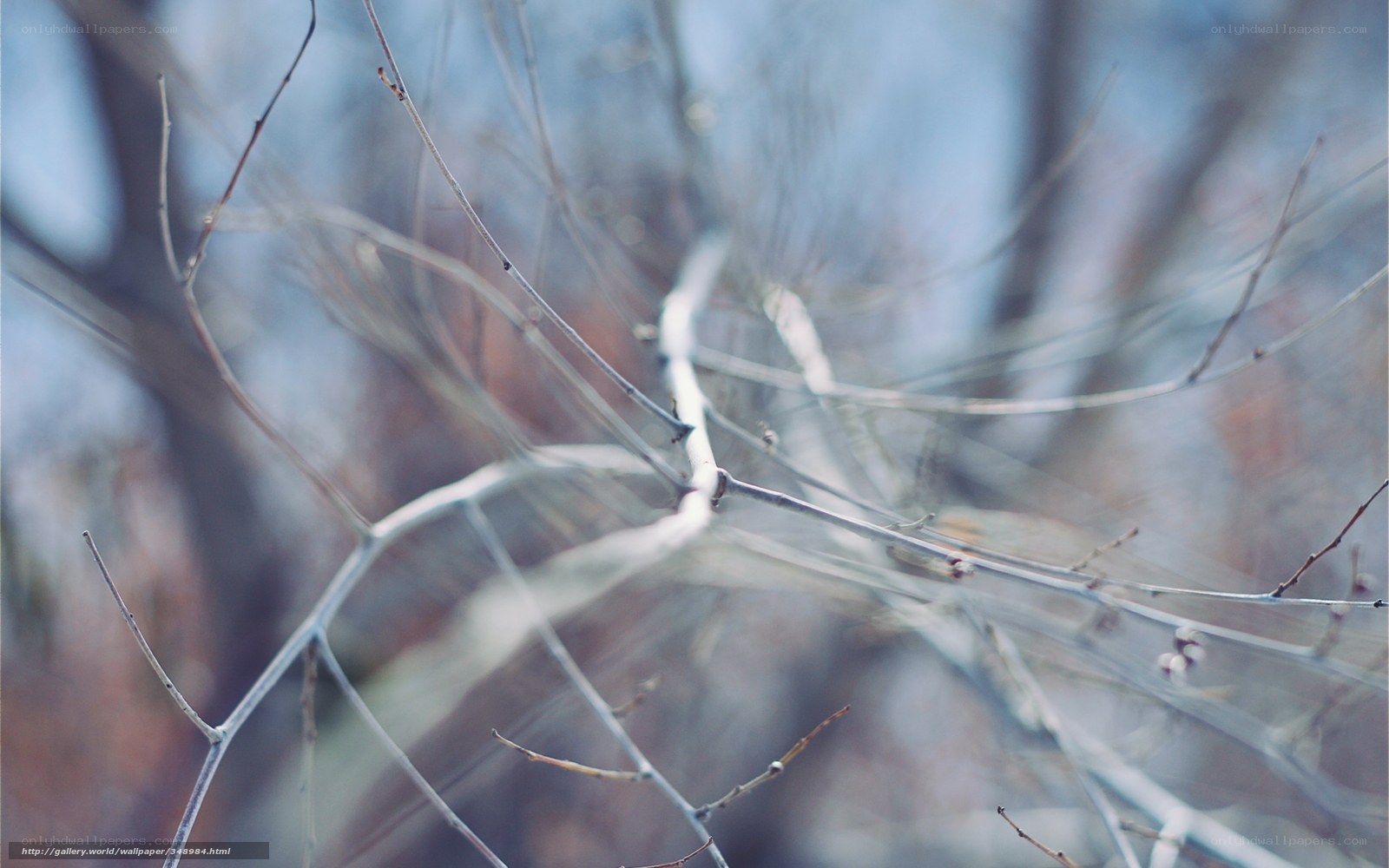 bare branches in winter