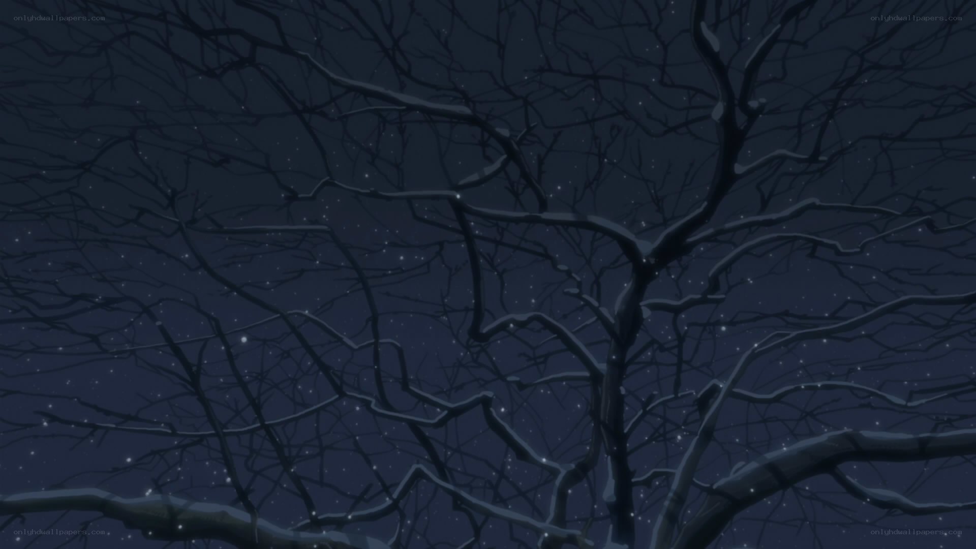 bare branches under starry sky