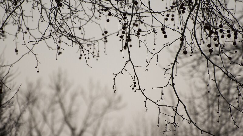 bare branches with berries