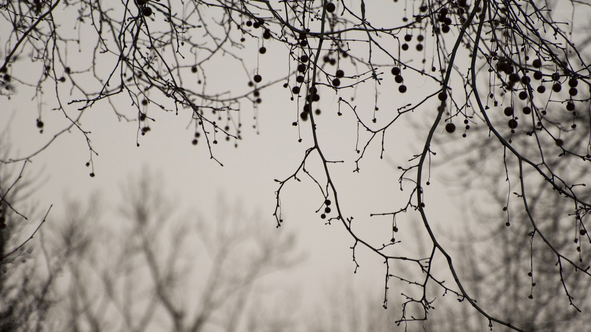bare branches with berries
