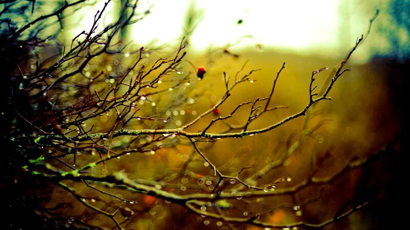 Bare Branches with Berries — Brown, Dramatic