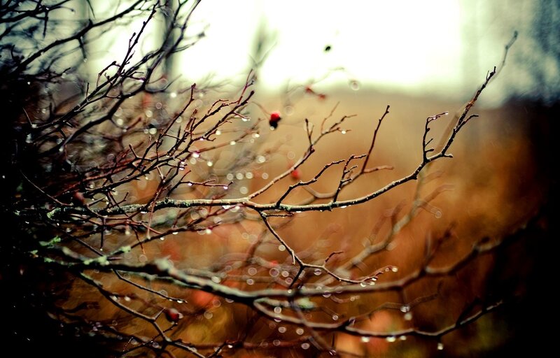 Bare Branches with Berries — Brown, Moody