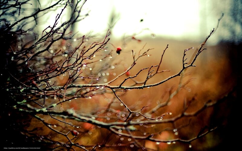 Bare Branches with Berries — Brown, Serene
