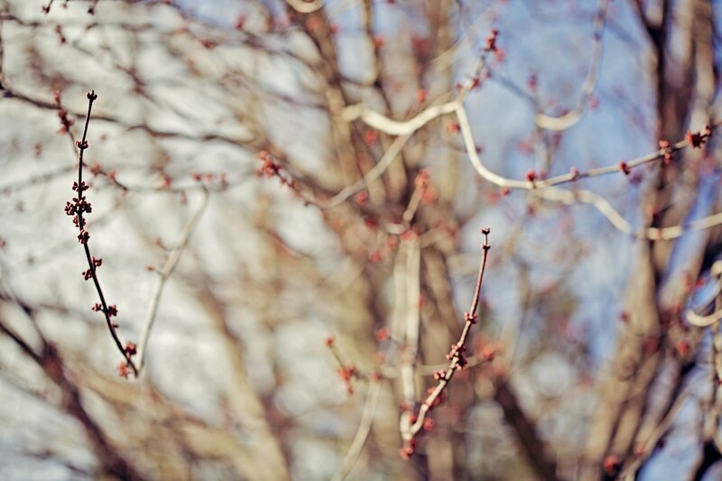 Bare branches with buds