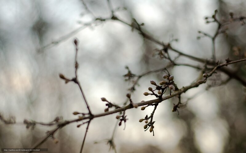 Bare branches with buds