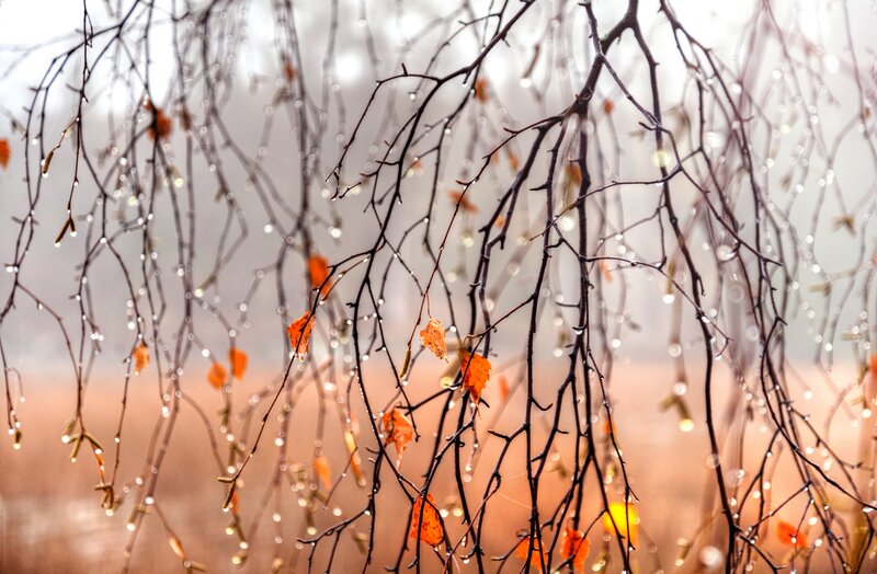 Bare Branches with Dew