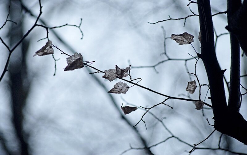 bare branches with dried leaves
