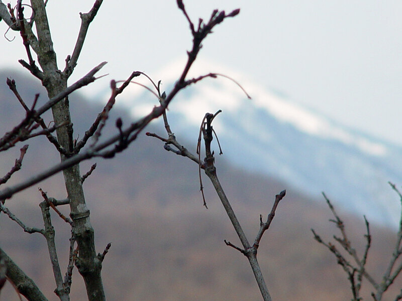 Bare branches with mountain view