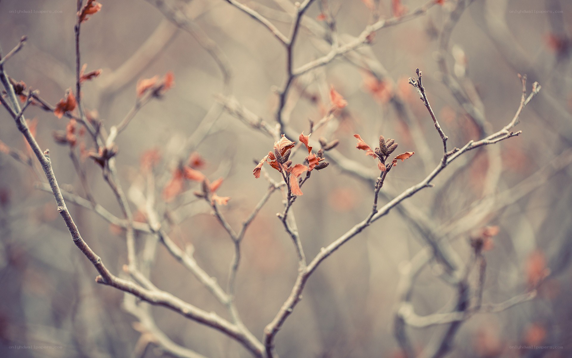Bare branches with new buds
