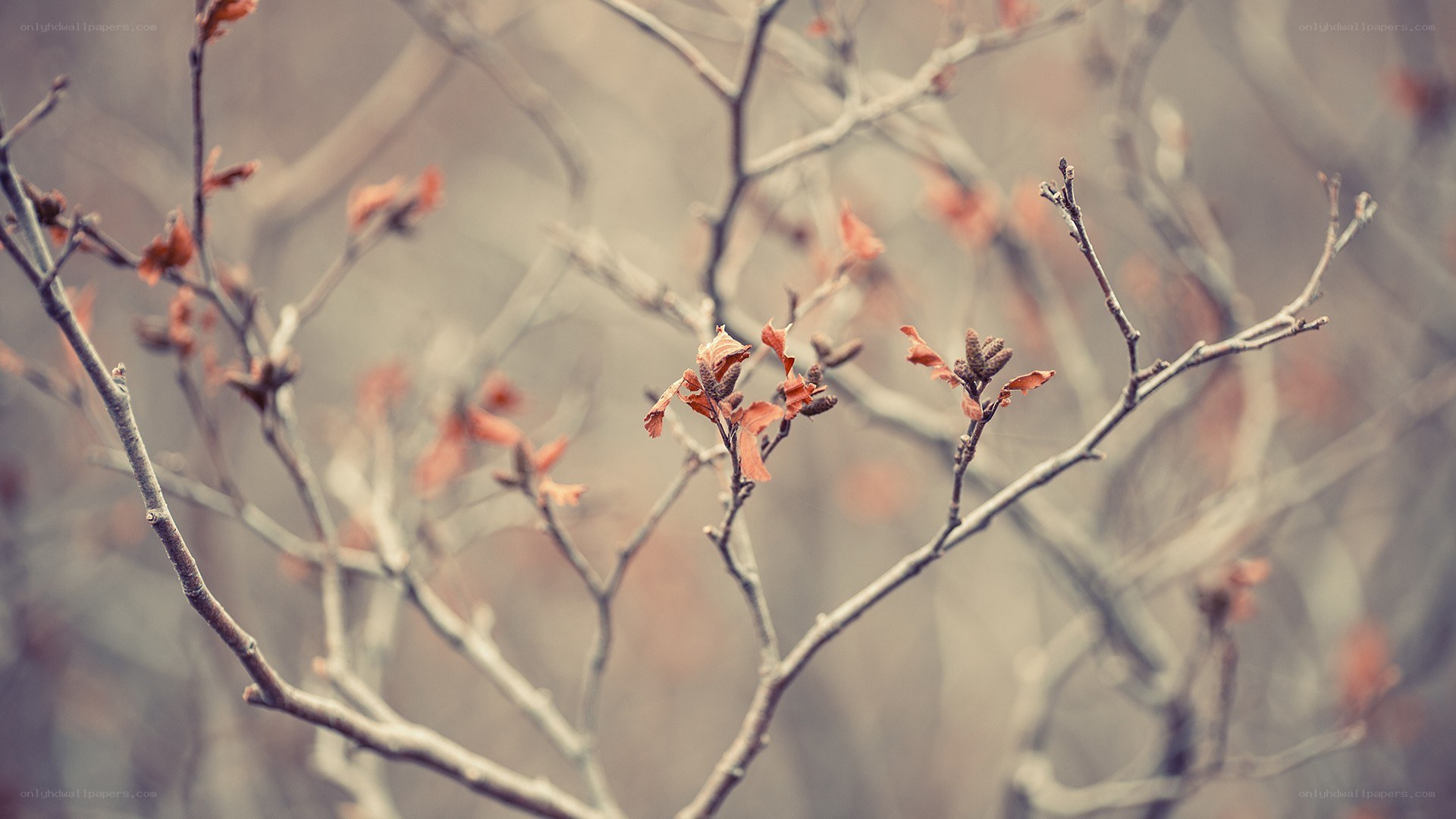 bare branches with new buds