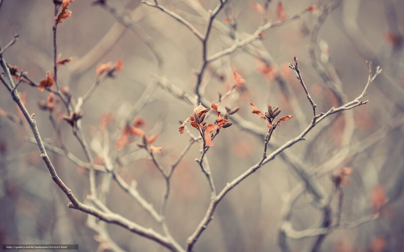 Bare branches with new buds