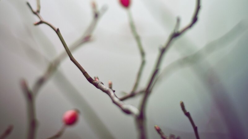 Bare branches with red berries