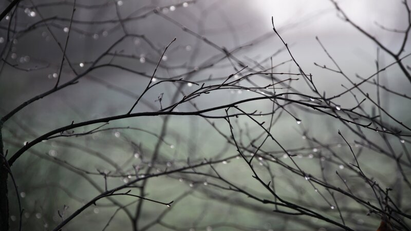Bare Branches with Water Droplets — Gray