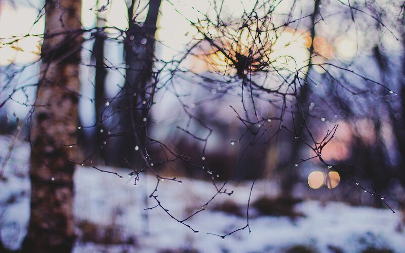 Bare Branches with Water Droplets — Purple