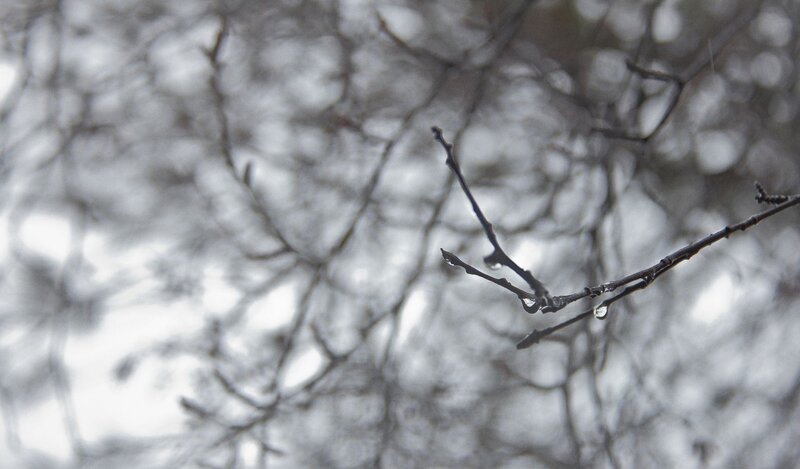 bare branches with water droplets
