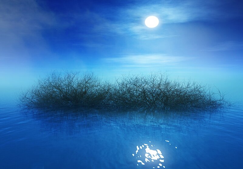 Bare Bushes in Water