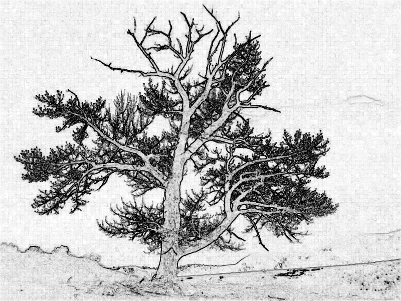Bare Pine Tree
