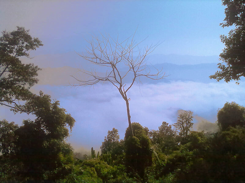 Bare Tree Above Clouds — Blue