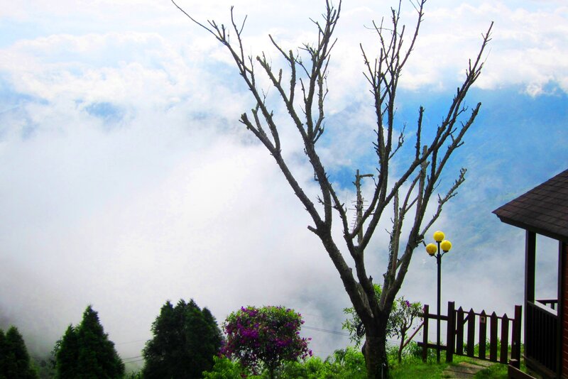 Bare Tree Above Clouds