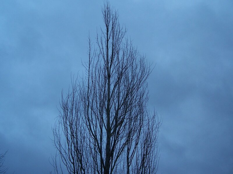 Bare tree against blue sky