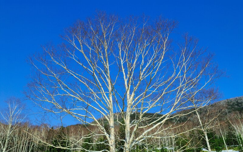Bare tree against blue sky