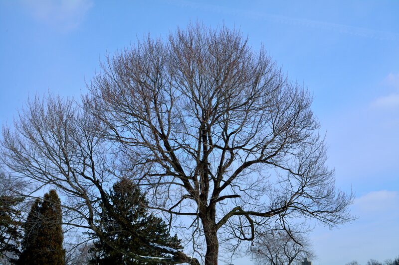 Bare Tree Against Blue Sky — Calm