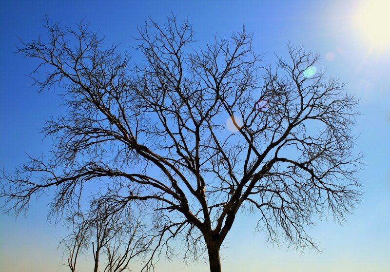 Bare Tree Against Blue Sky — Serene