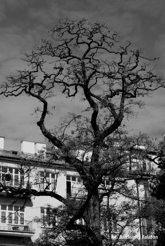 Bare tree against building