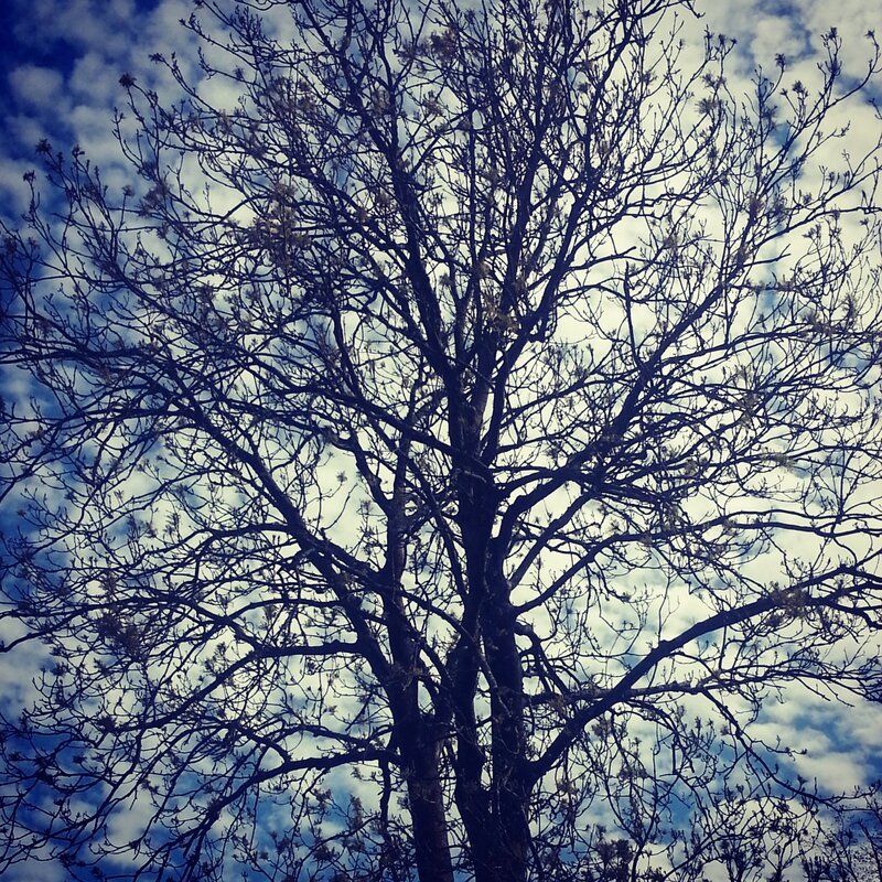 Bare tree against cloudy sky